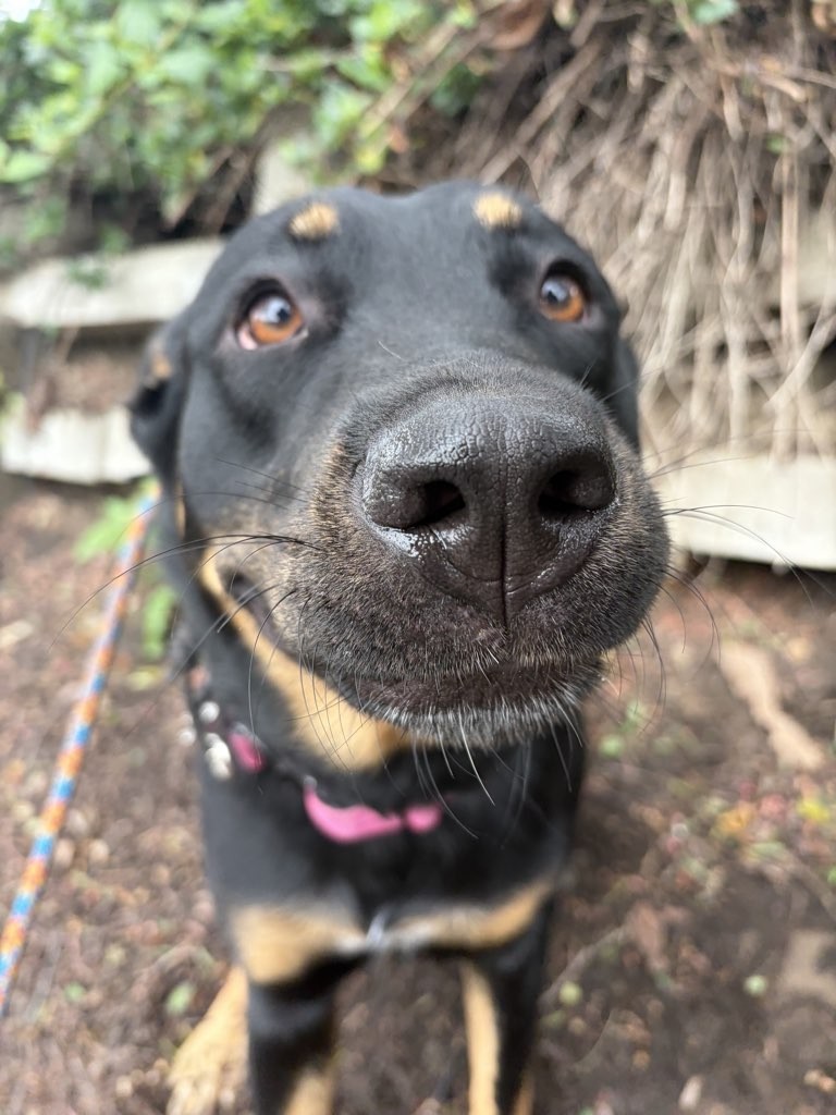 Relax Dog — the brand dog, close-up.